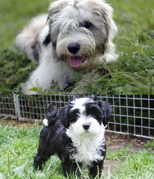 Tibetan Terrier Information, Bilder, Preis