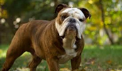 Toy Bulldog Information, Bilder, Preis