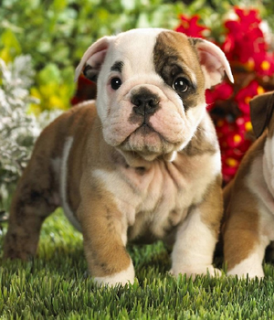 Toy Bulldog Information, Bilder, Preis