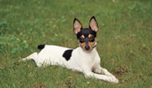 Toy Fox Terrier Information, Bilder, Preis