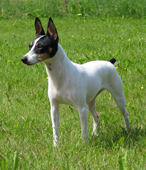 Toy Fox Terrier Information, Bilder, Preis