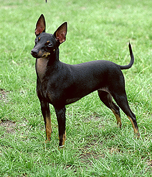 Toy Manchester Terrier Information, Bilder, Preis