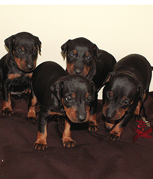 Toy Manchester Terrier Information, Bilder, Preis