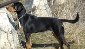 Transylvanian Dog Information, Bilder, Preis