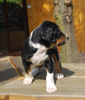 Transylvanian Dog Information, Bilder, Preis