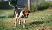 Treeing Walker Coonhound Information, Bilder, Preis