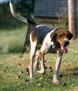 Treeing Walker Coonhound Information, Bilder, Preis