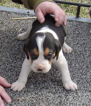 Treeing Walker Coonhound Information, Bilder, Preis