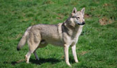 Tschechoslowakischer Wolfhund Information, Bilder, Preis