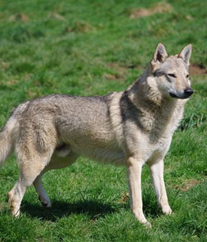 Tschechoslowakischer Wolfhund Information, Bilder, Preis