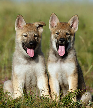 Tschechoslowakischer Wolfhund Information, Bilder, Preis
