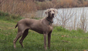 Weimaraner Information, Bilder, Preis