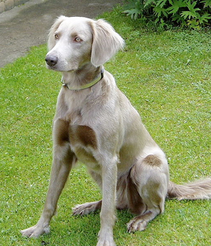 Weimaraner Information, Bilder, Preis