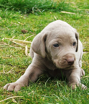 Weimaraner Information, Bilder, Preis