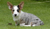 Welsh Corgi Cardigan Information, Bilder, Preis