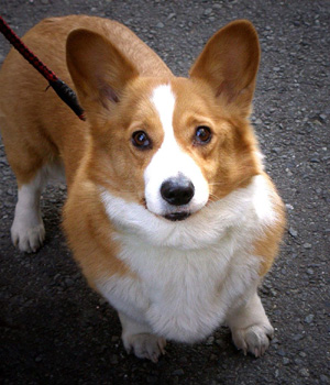 Welsh Corgi Cardigan Information, Bilder, Preis