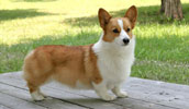 Welsh Corgi Pembroke Information, Bilder, Preis