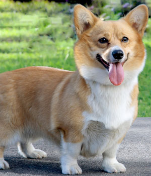 Welsh Corgi Pembroke Information, Bilder, Preis