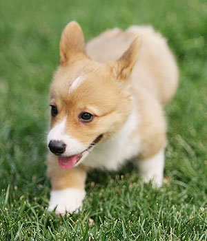 Welsh Corgi Pembroke Information, Bilder, Preis