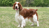 Welsh Springer Spaniel Information, Bilder, Preis