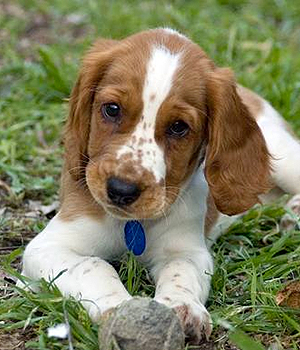 Welsh Springer Spaniel Information, Bilder, Preis