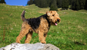 Welsh Terrier Information, Bilder, Preis