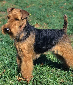 Welsh Terrier Information, Bilder, Preis