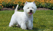 West Highland White Terrier Information, Bilder, Preis