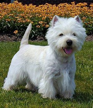 West Highland White Terrier Information, Bilder, Preis