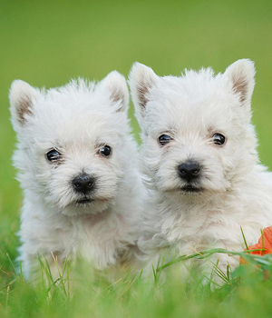 West Highland White Terrier Information, Bilder, Preis