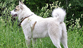 West Siberian Laika Information, Bilder, Preis