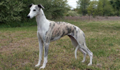 Whippet Information, Bilder, Preis