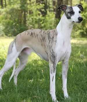 Whippet Information, Bilder, Preis