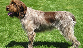 Wirehaired Pointing Griffon Information, Bilder, Preis