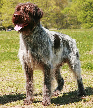 Wirehaired Pointing Griffon Information, Bilder, Preis