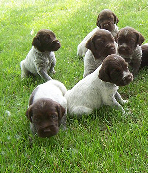 Wirehaired Pointing Griffon Information, Bilder, Preis