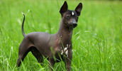 Xoloitzcuintle Information, Bilder, Preis