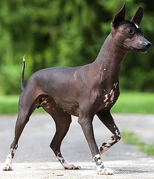 Xoloitzcuintle Information, Bilder, Preis