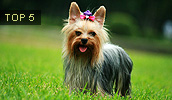 Yorkshire Terrier Information, Bilder, Preis