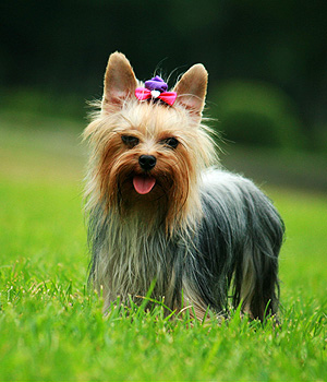 Yorkshire Terrier Information, Bilder, Preis