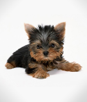 Yorkshire Terrier Information, Bilder, Preis