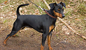 Zwergpinscher Information, Bilder, Preis