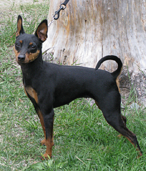 Zwergpinscher Information, Bilder, Preis