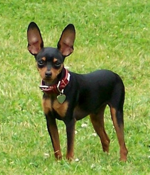 Zwergpinscher  Zwergpinscher Min Pin King of the Toys 