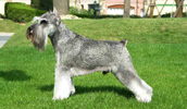 Zwergschnauzer Information, Bilder, Preis