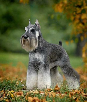 Zwergschnauzer Information, Bilder, Preis