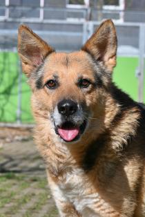 Leevi - süsser Senior sucht