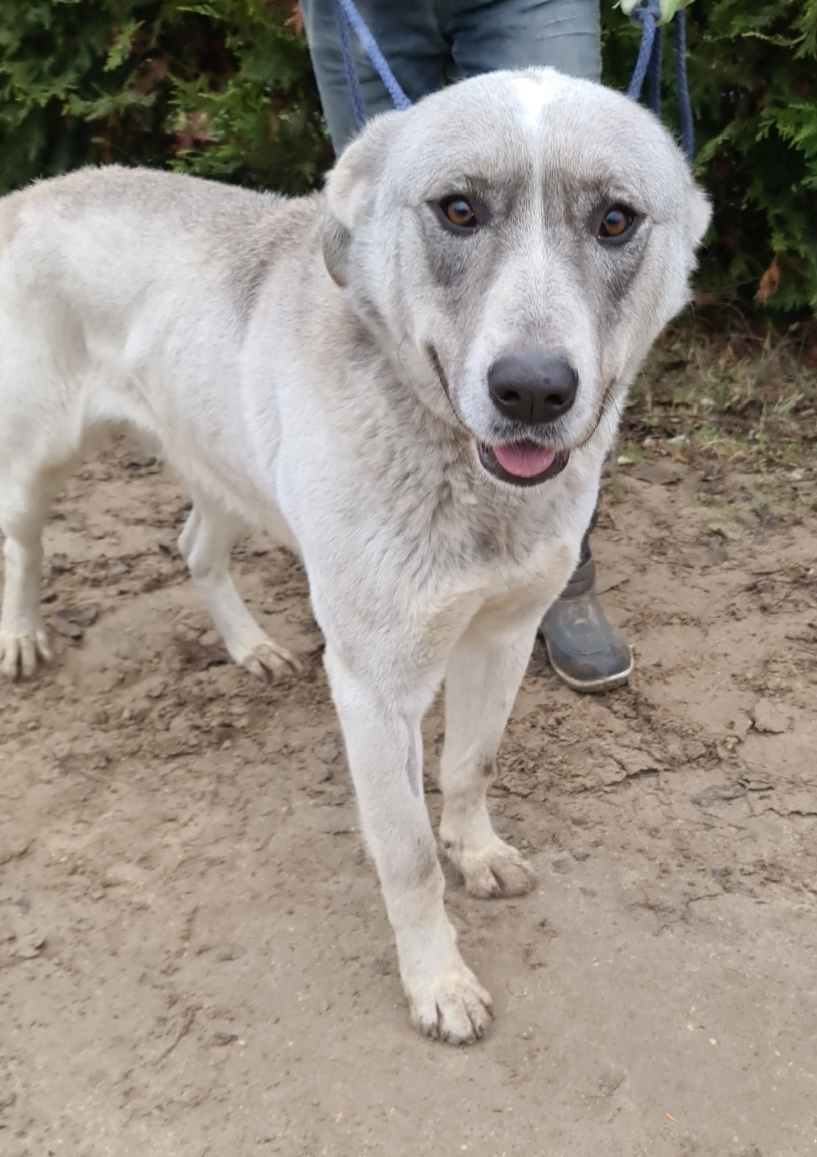 Alabai Hund Gewicht Schwellung nach Kaiserschnitt